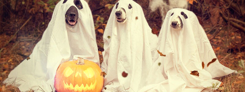Ghosting: Customer Service Skills?