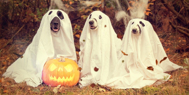 Ghosting: Customer Service Skills?